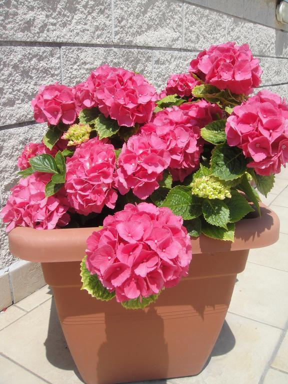 Hotel Garden Viareggio Dış mekan fotoğraf